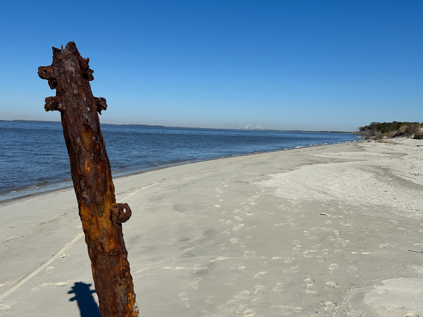 A weathered piece of driftwood on a quiet Jekyll Island beach